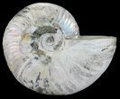 Silver Iridescent Ammonite - Madagascar #54890-1